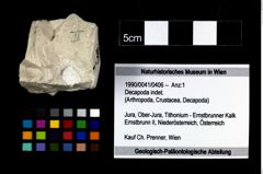 Foto (Objekt + Etikett) von Decapoda indet.  (NHMW-GEO-1990-0041-0406)